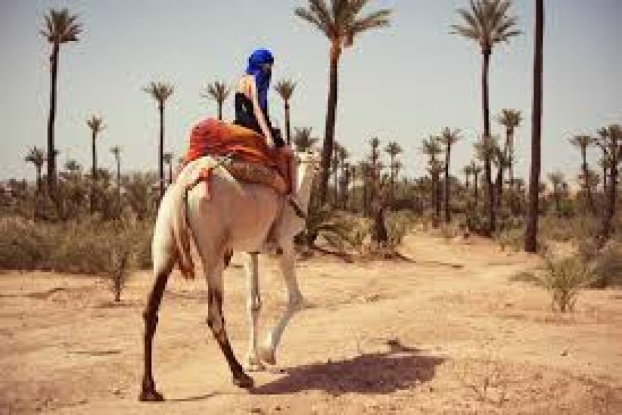 Balade en dromadaire à la Palmeraie